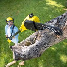 Best Tree Disease Treatment  in Winlock, WA