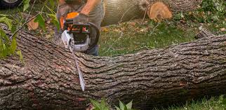 How Our Tree Care Process Works  in  Winlock, WA